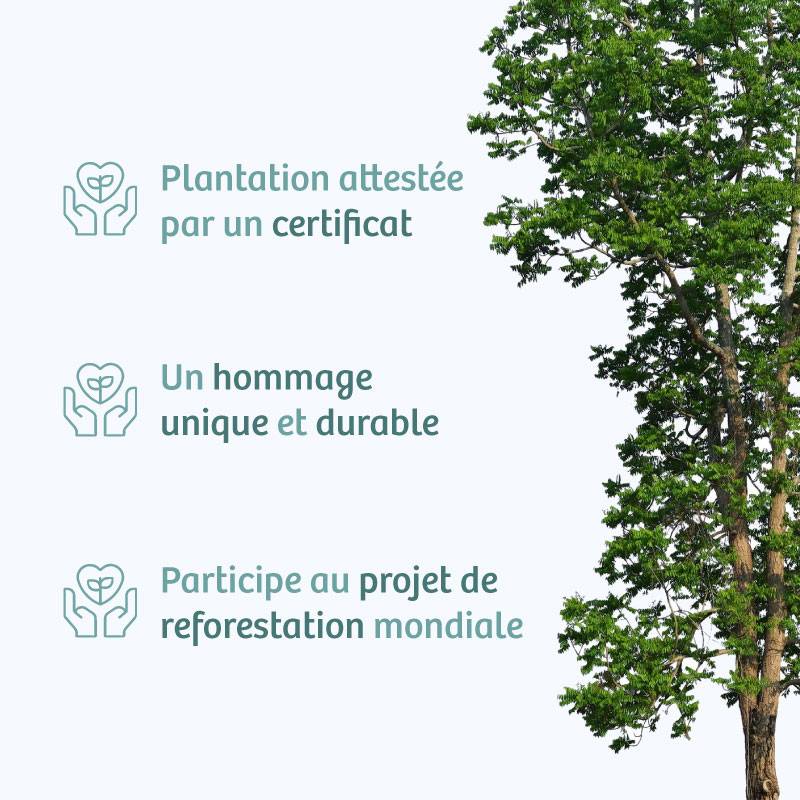 Planter un arbre en hommage à Sr ROBERT HILAIRE